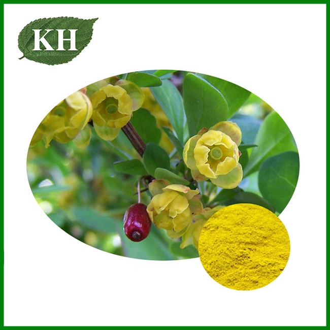 Barberry Root Extract